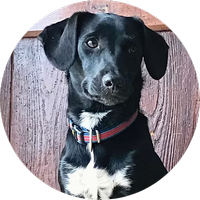 Jessie la chienne Chief Happy Officer